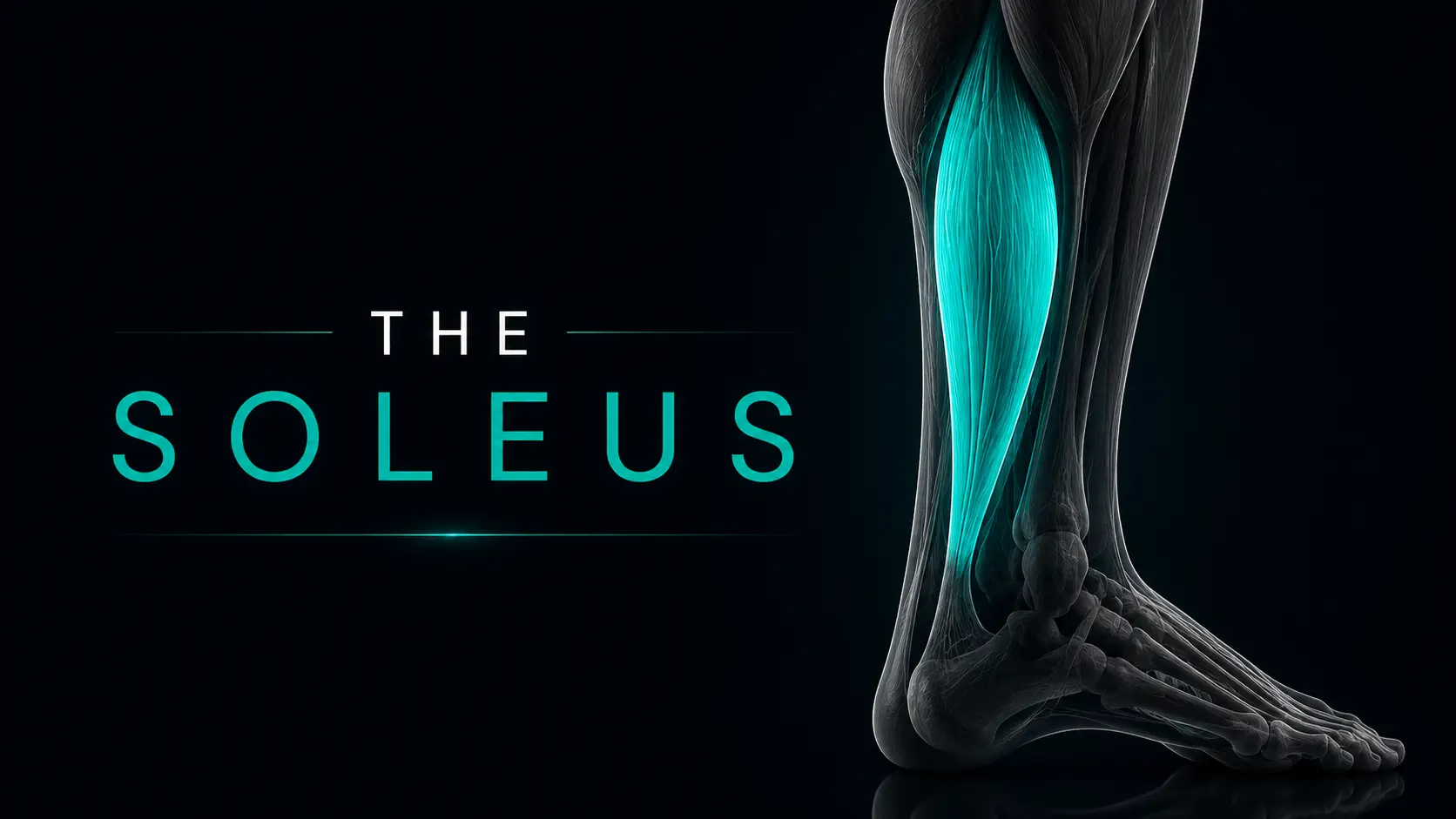 Soleus muscle anatomy - posterior view